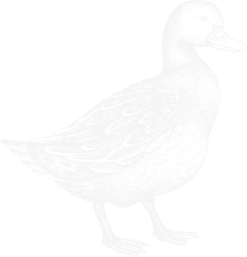Animated duck