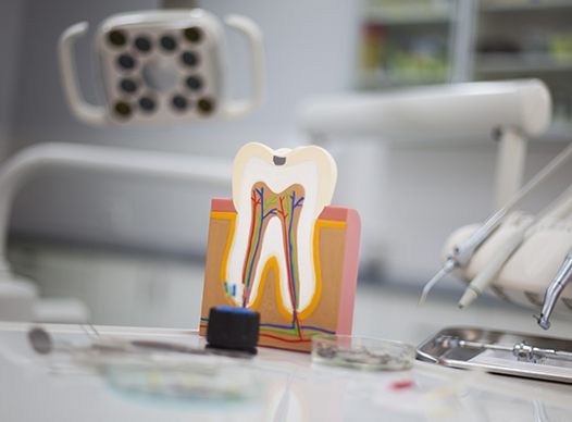 wooden model of tooth with roots